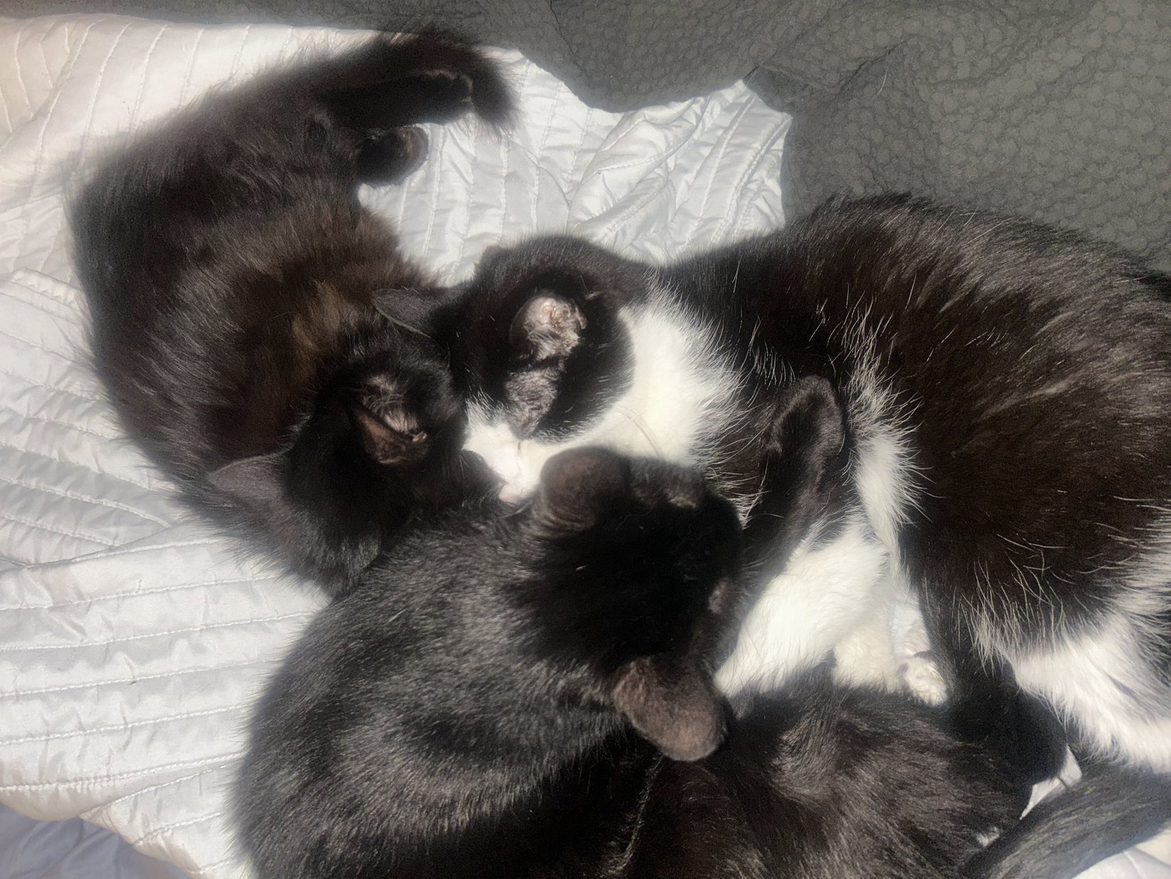 Fluffles, Shadow, and BabyCat curled up together in the sun