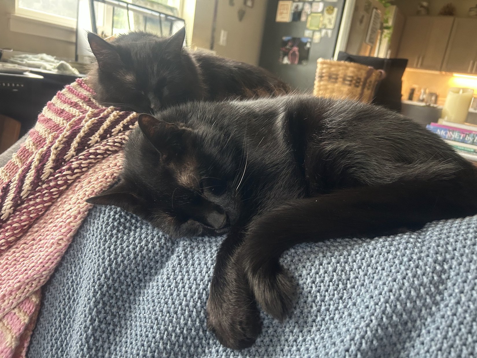 Two black cats napping together on a blue knit blanket