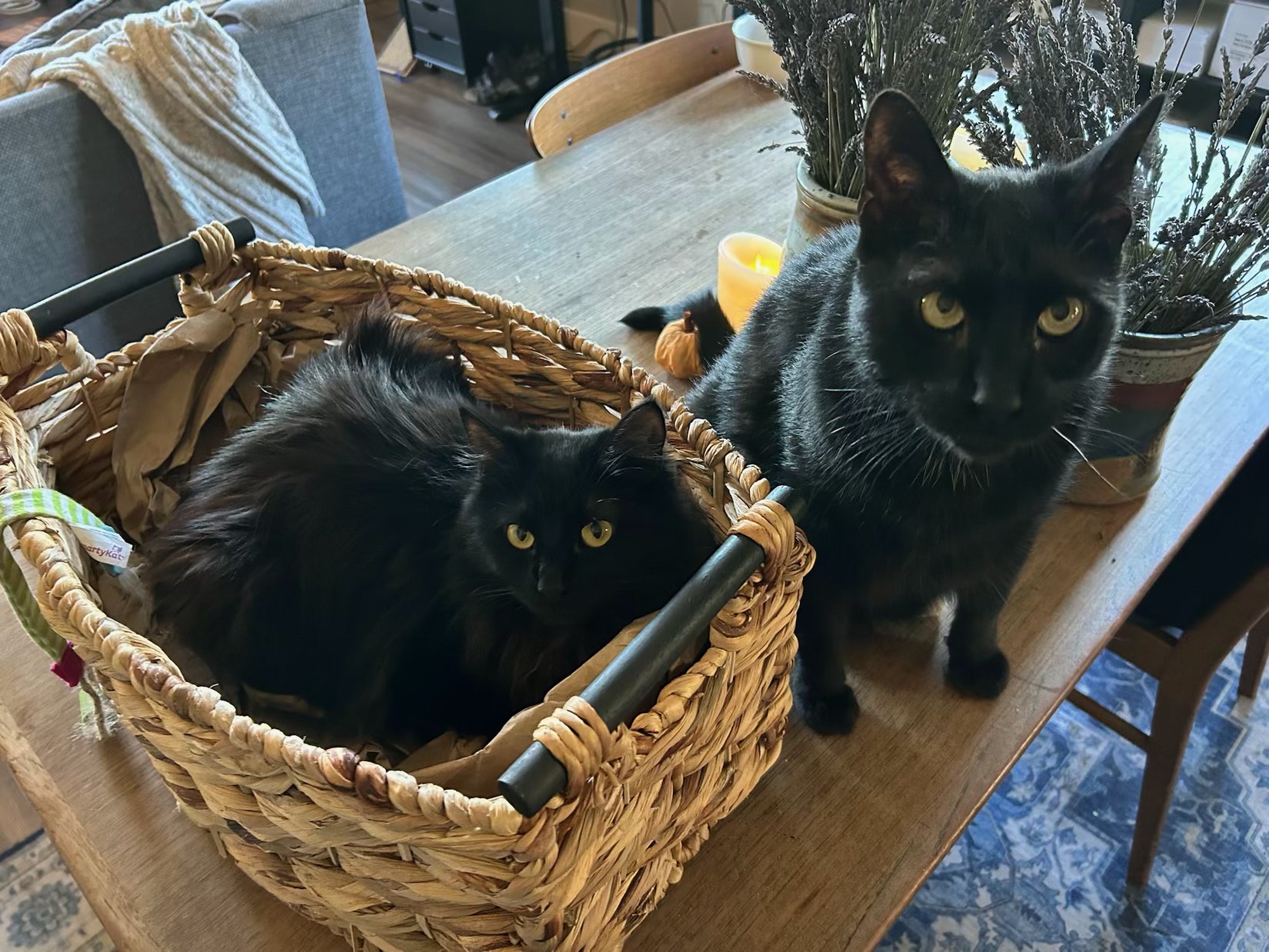 Two cats on a dining table with a basket, candle, and dried lavender