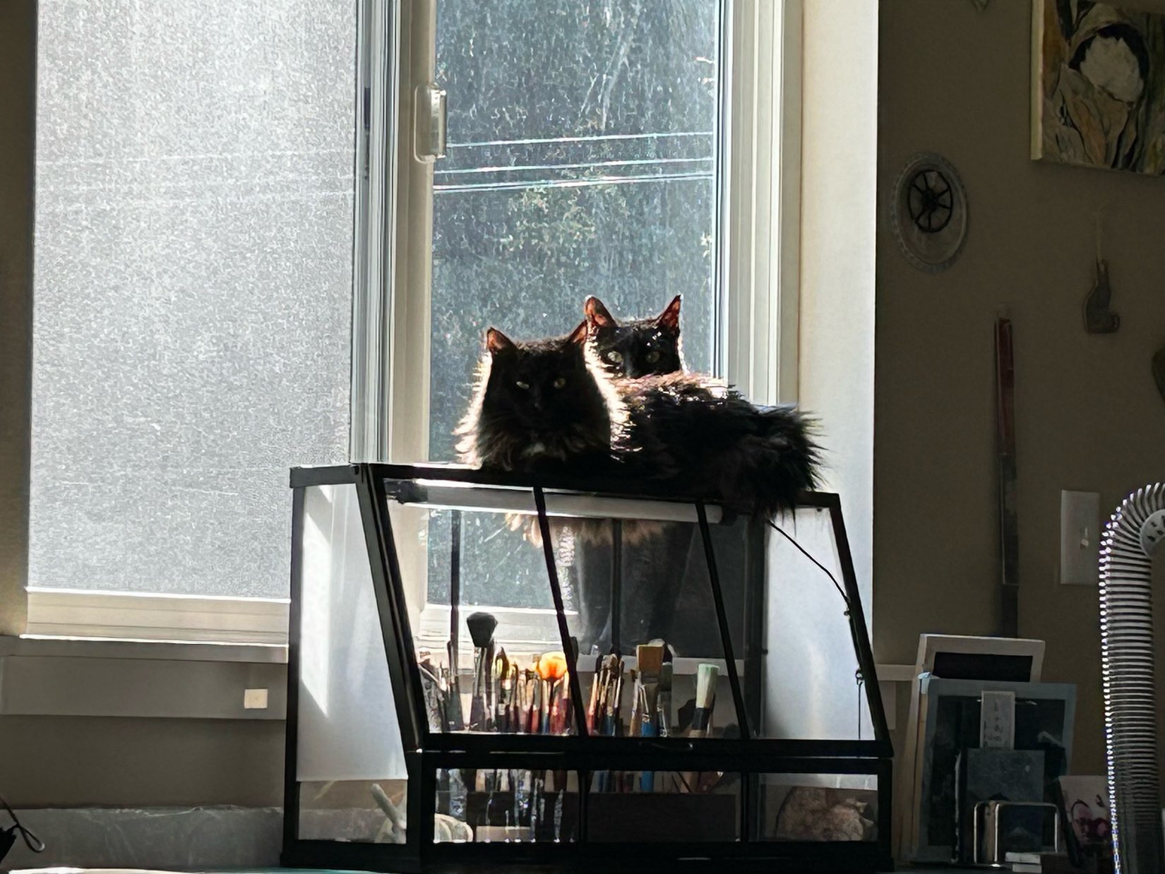Two cats perched atop a small greenhouse, backlit by a bright window
