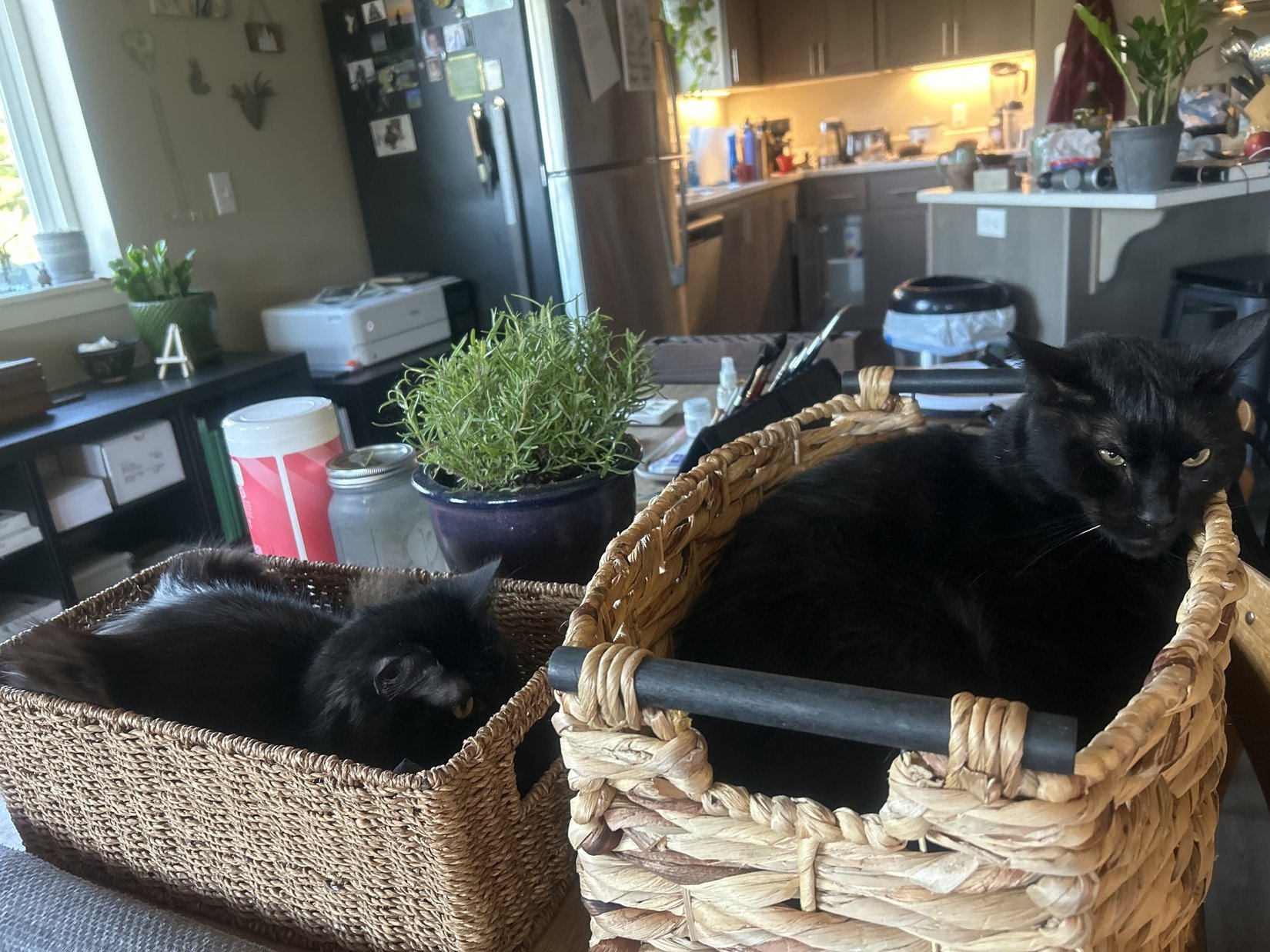 Two black cats lounging in separate woven baskets in a sunny kitchen