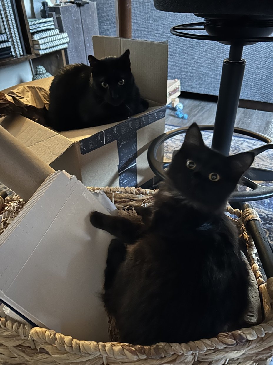 Fluffles the kitten standing in a basket while another cat watches from a box