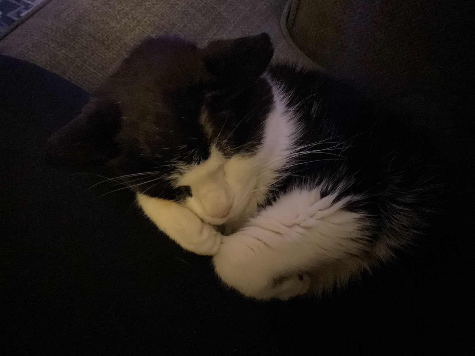 A tuxedo cat curled up asleep with white paws tucked together