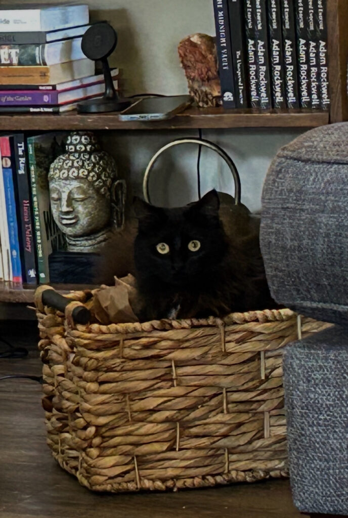My ghostwriting buddy. Fluffles.
