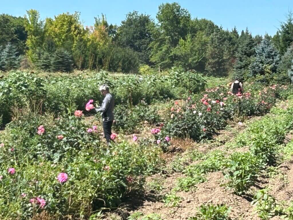U-Piking Dahlias. And giving me a sneaker migraine. Pollen. Heat. Valley=Migraine.
